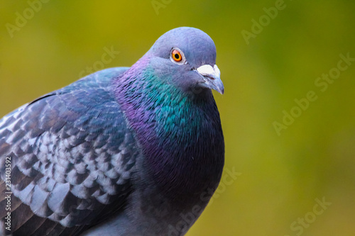 Colourful pigeons