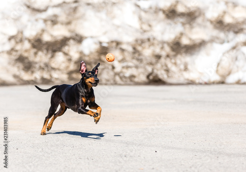 Slika na platnu Manchester terrier running in a playground Quebec, Canada.