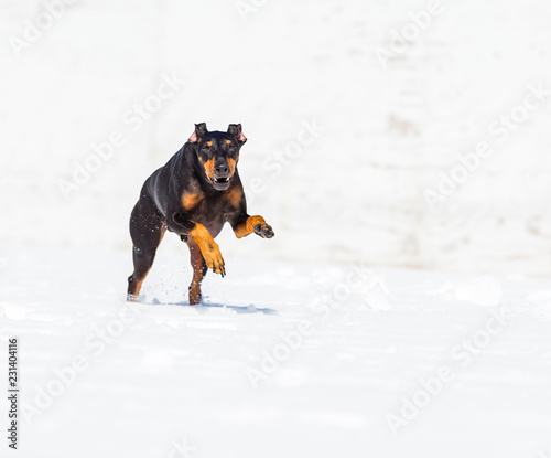 Manchester terrier playing in mid winter, Quebec, Canada.