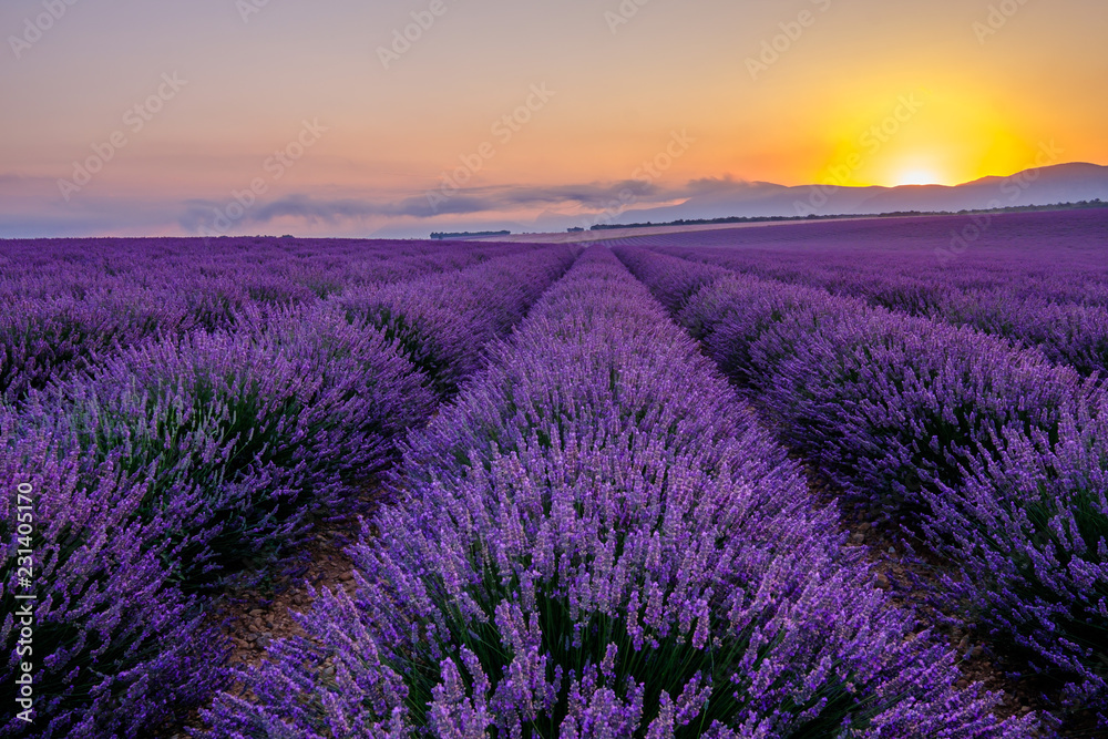 Champ de lavande en Provence, France. Plateau de Valensole. Lever de soleil.