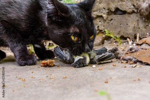 Fototapeta Naklejka Na Ścianę i Meble -  Domestic cat catched the bird in a garden