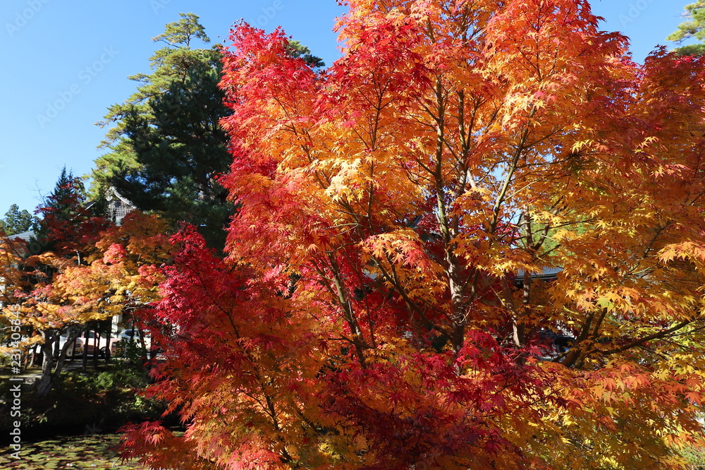高野山の紅葉