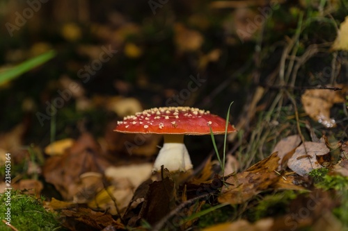 Autumn In Europe