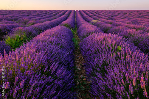 Obraz na płótnie Champ de lavande en Provence, France. Plateau de Valensole. Lever de soleil. w salonie