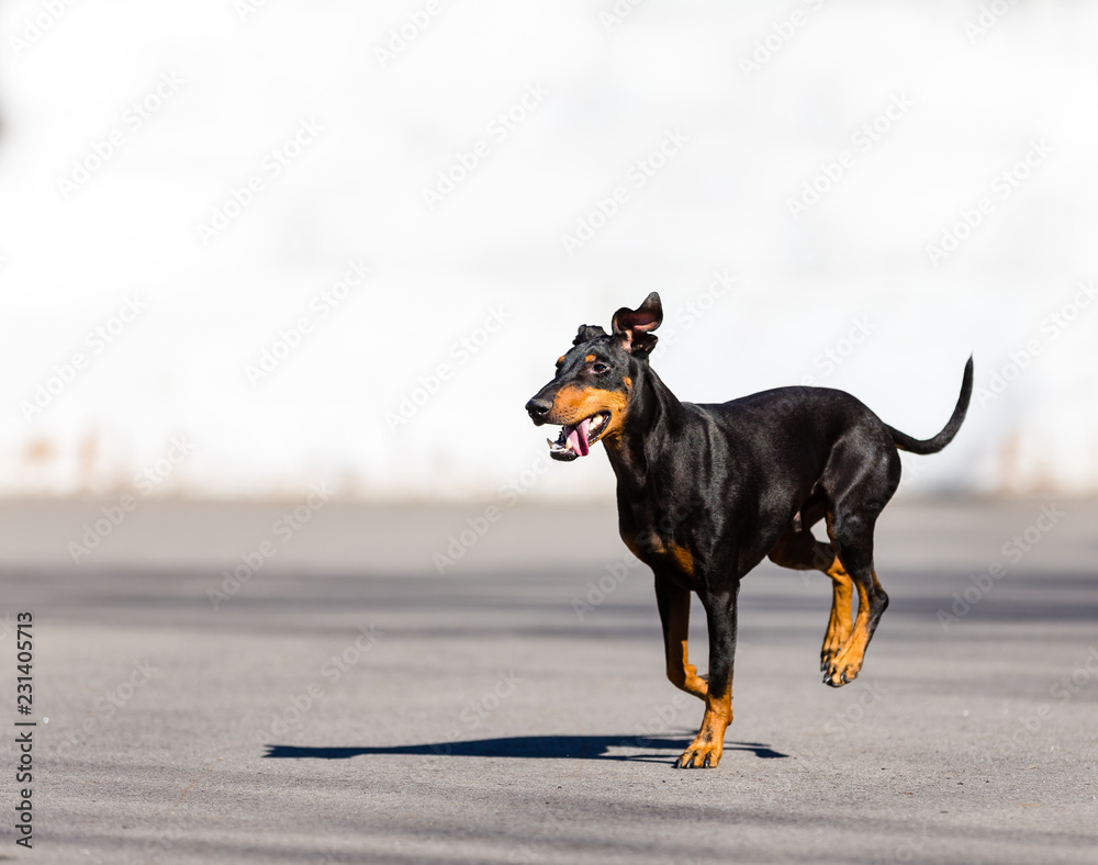 Manchester terrier playing in mid winter, Quebec, Canada.