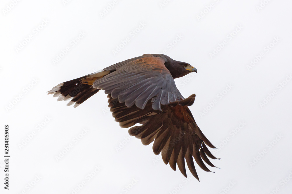 Obraz premium Harris's Hawk in Flight isolated on a White Background