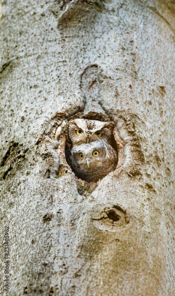 Eastern screech owl pictured in its nesting hole in a tree in a boreal forest Quebec, Canada.