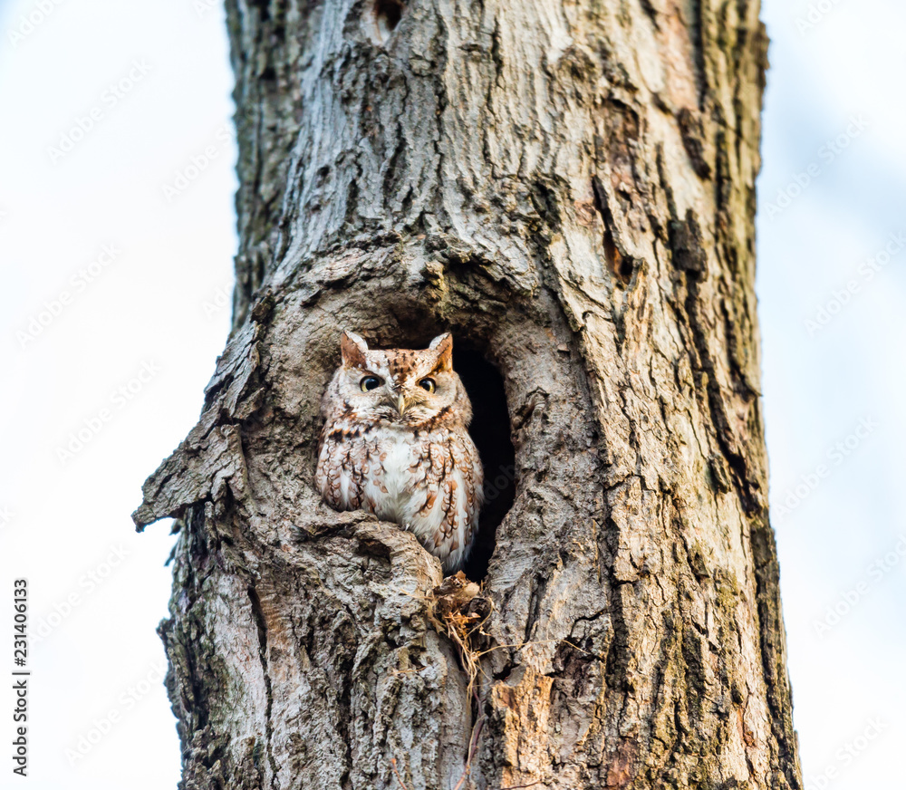 Eastern screech owl pictured in its nesting hole in a tree in a boreal forest Quebec, Canada.