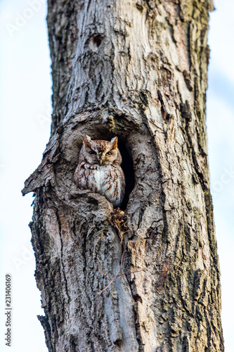 Foto Eastern screech owl pictured in its nesting hole in a tree in a boreal forest Quebec, Canada