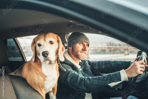 Man riding a car and his beagle dog sit inside with him © Soloviova Liudmyla