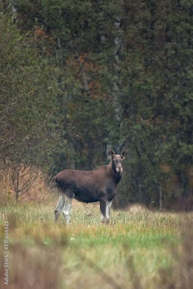 moose, alces alces, Estonia