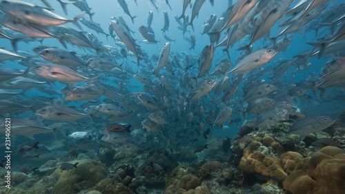 Large school of silver fish swim over coral reef