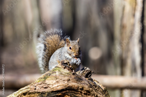 Estern Grey squirrel feeding in a Boreal forest Quebec, Canada. photo