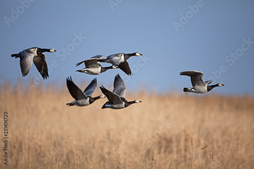 barnacle goose, branta leucopsis, Estonia