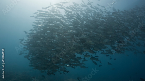 Large school of silver fish swim over coral reef © Lightning Strike Pro