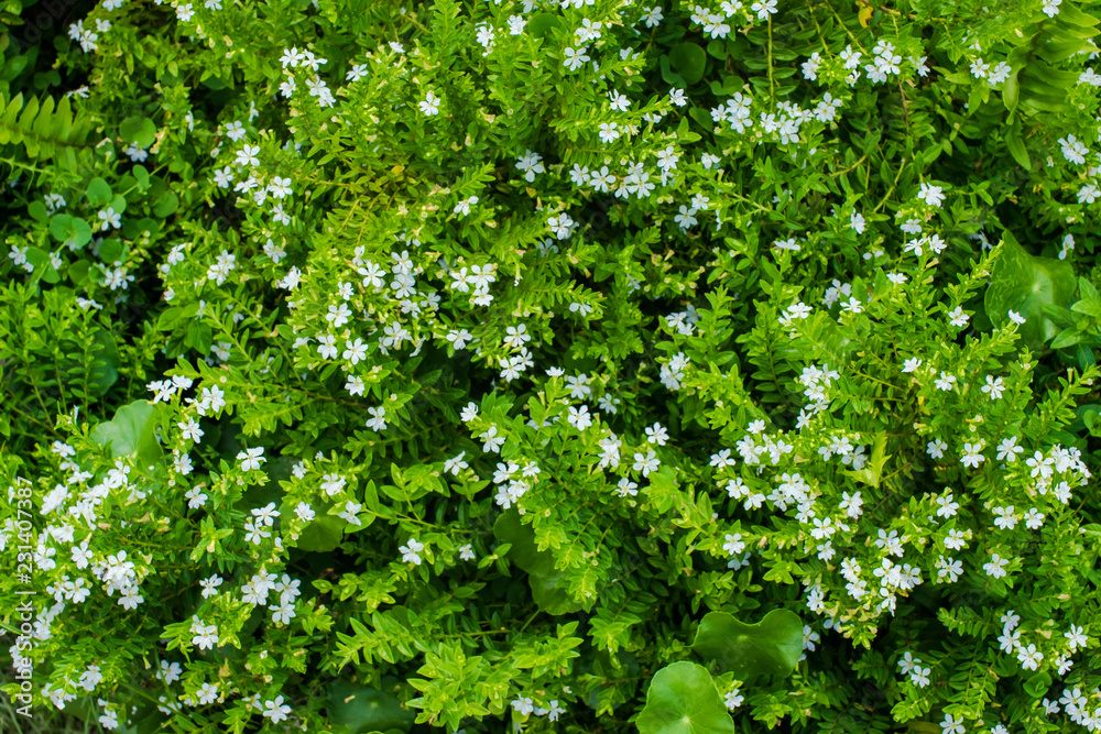 Close up beautiful little white flower on green plant for background Close up beautiful little white flower on green plant for background