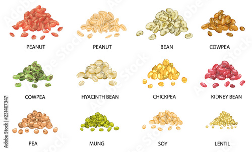 Set of hand drawn colored piles of beans seeds. Vector illustration.