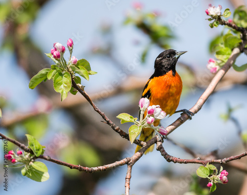 Baltimore oriole foraging and feeding in an orchard filled with apple blossom, Quebec, Canada.
