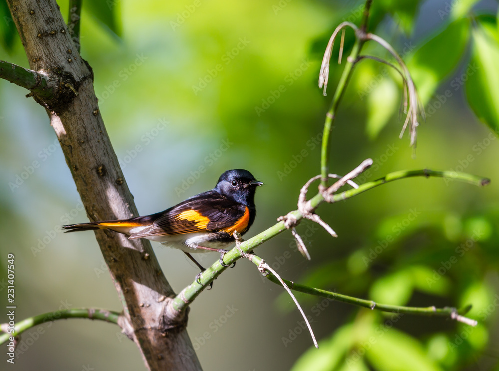 Fototapeta premium American redstart perched in a boreal forest Quebec, Canada.