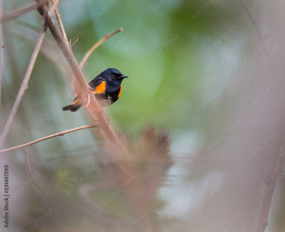 Fototapeta premium American redstart perched in a boreal forest Quebec, Canada.