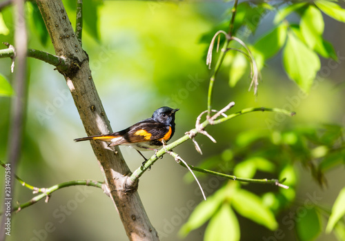 American redstart perched in a boreal forest Quebec  Canada.