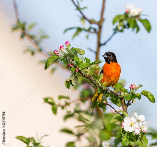 Εκτύπωση καμβά Baltimore oriole feeding in an orchard, Quebec, Canada.