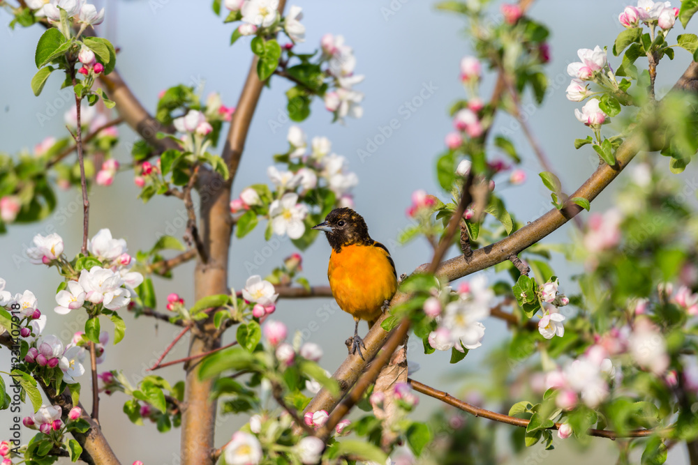 Baltimore oriole feeding in an orchard, Quebec, Canada.