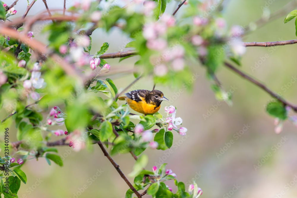 Baltimore oriole feeding in an orchard, Quebec, Canada. Baltimore oriole feeding in an orchard, Quebec, Canada.
