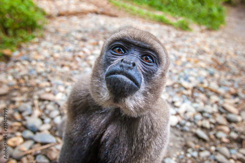 Amazon. A monkey. Ecuador. ...