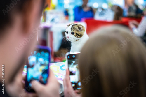 Kittens for sale. People ta...