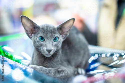 Kittens for sale. People ta...