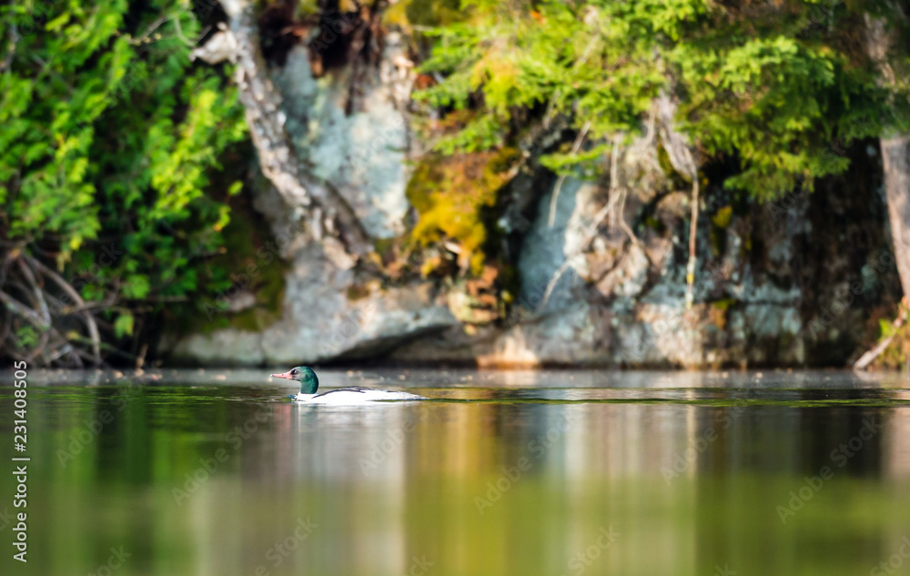 Male common merganser swimming in a lake in north Quebec, Canada. Male common merganser swimming in a lake in north Quebec, Canada.