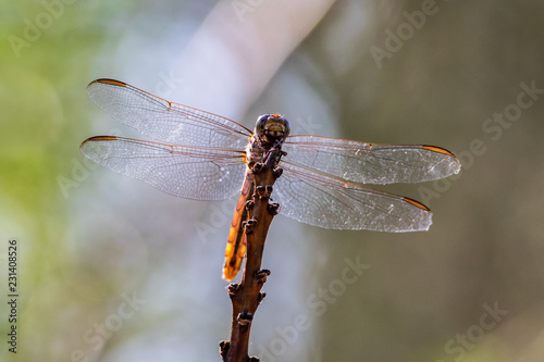 Closeup of dragonfly perched on a tall plant in Arizona's Sonoran desert. Details visible in the transparent wings and head. 
