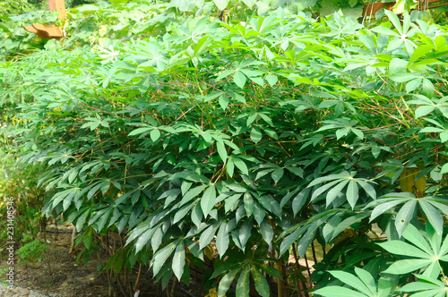Leaves of the cassava plant. Young leaves harvested as green vegetable in South East Asia. Its edible starchy tuberous root is a major source of carbohydrates.    photo