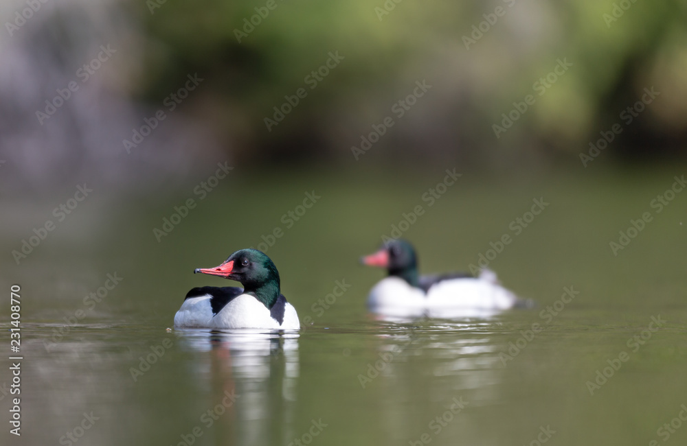 Common merganser male swimming in a lake in north Quebec Canada. Common merganser male swimming in a lake in north Quebec Canada.