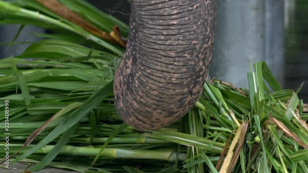 Slow Motion of Elephant without tusk is eating grass. Close up of an asiatic elephant with depigmented skin on the forehead. Asian elephant, Elephas maximus, eat in zoo of Southeast Asia-Dan Slow Motion of Elephant without tusk is eating grass. Close up of an asiatic elephant with depigmented skin on the forehead. Asian elephant, Elephas maximus, eat in zoo of Southeast Asia-Dan