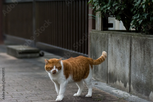 街猫 野良猫