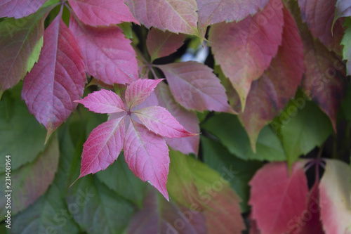 Red and green autumn leaves Virginia creeper