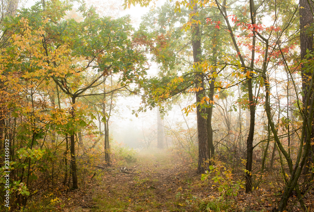 autumn forest in the morning mist autumn forest in the morning mist