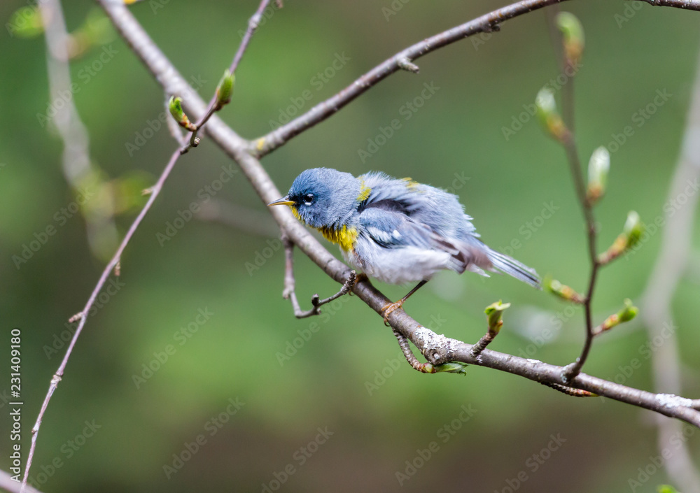 Obraz premium A small warbler of the upper canopy, the Northern Parula can be found in boreal forests of Quebec. It nests in Canada in June and July and after returns south to spend the winter.