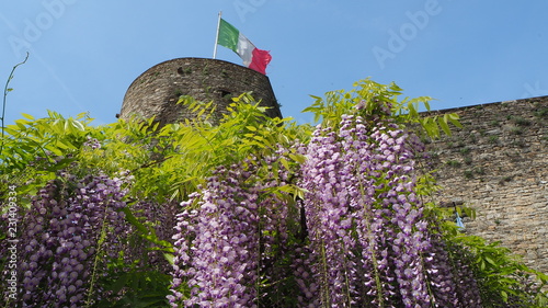 Bergamo, Italy, The old town. The fortress and the wonderful blooming violet wisteria flowers photo