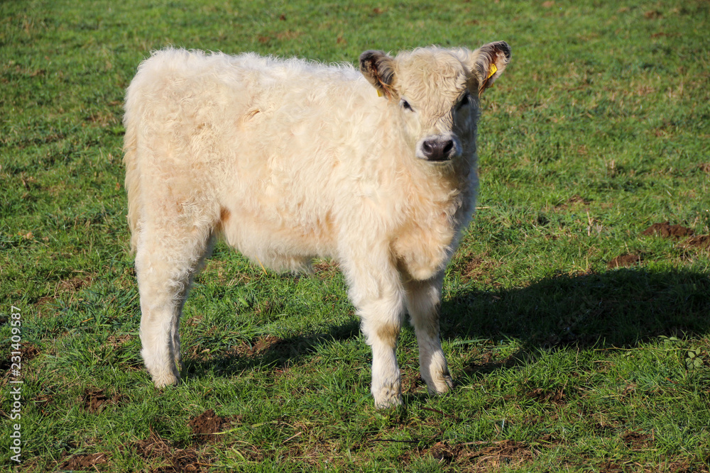 Obraz premium Little galloways on a meadow in autumn