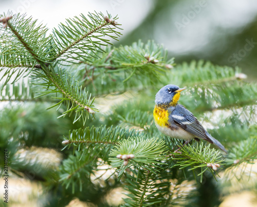 Northern parula perched in a boreal forest Quebec, Canada.