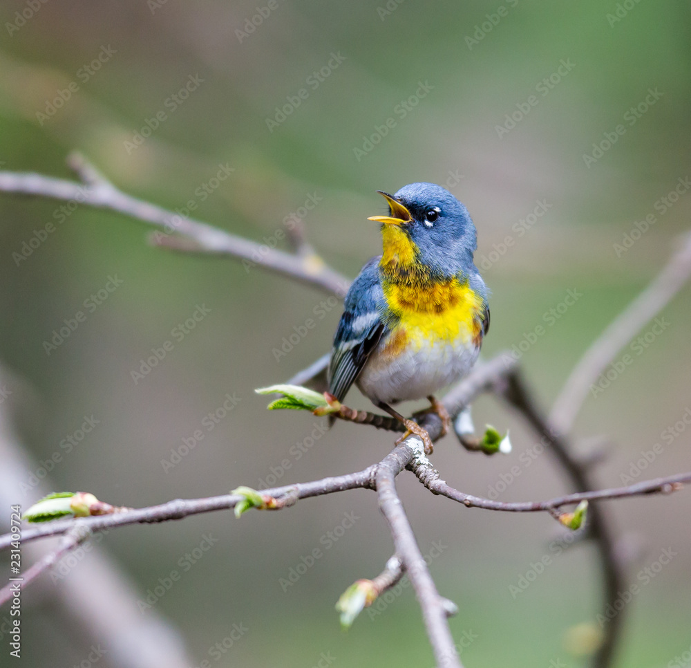 A small warbler of the upper canopy, the Northern Parula can be found in boreal forests of Quebec. It nests in Canada in June and July and after returns south to spend the winter. A small warbler of the upper canopy, the Northern Parula can be found in boreal forests of Quebec. It nests in Canada in June and July and after returns south to spend the winter.