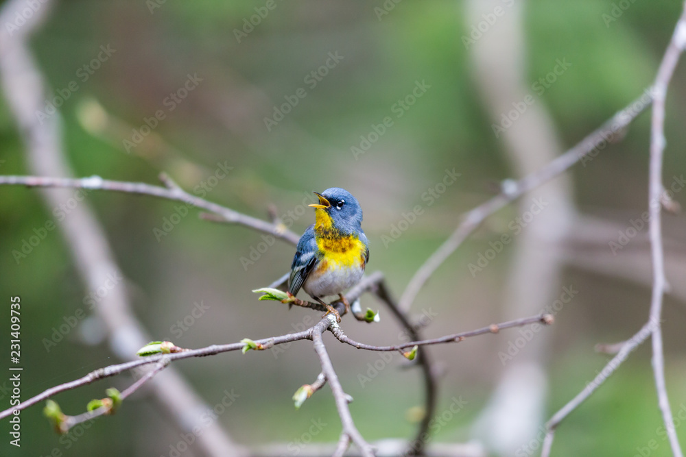 A small warbler of the upper canopy, the Northern Parula can be found in boreal forests of Quebec. It nests in Canada in June and July and after returns south to spend the winter. A small warbler of the upper canopy, the Northern Parula can be found in boreal forests of Quebec. It nests in Canada in June and July and after returns south to spend the winter.