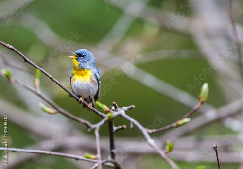 A small warbler of the upper canopy  the Northern Parula can be found in boreal forests of Quebec. It nests in Canada in June and July and after returns south to spend the winter.