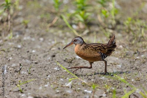 Obraz na płótnie Virginia rail searching for food in a swamp in the techno parc, Montreal, Quebec, Canada. w salonie