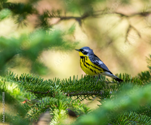 Magnolia Warbler deep in a boreal forest north Quebec Canada.