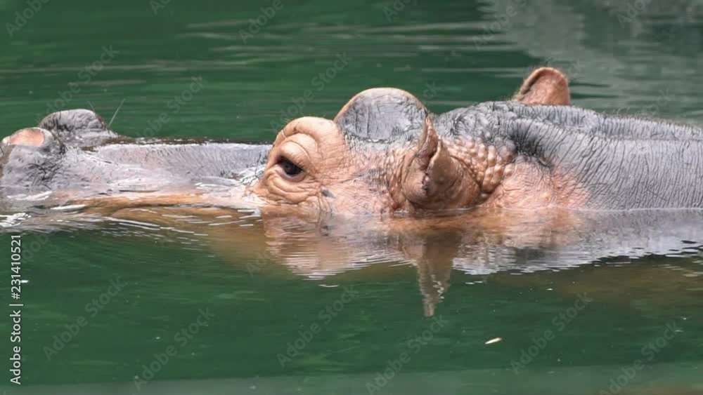 Slow Motion, Close-up a common hippopotamus take bath in lake water of nature wildlife. Hippo swims in a pond. Hippopotamus amphibius is semi-aquatic mammal of Africa. Family Hippopotamidae-Dan
