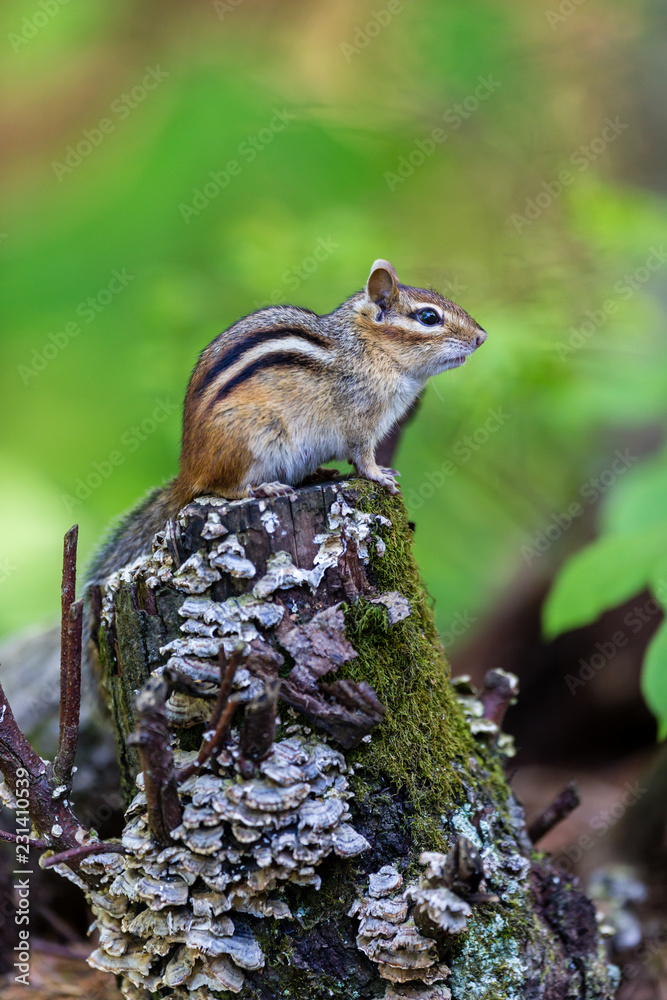 Chipmunk searching for food in a boreal forest Quebec, Canada.